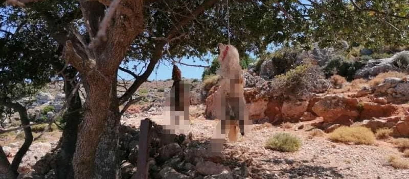 Κρήτη: Ανθρωπόμορφα «τέρατα» βασάνισαν έως θανάτου σκυλιά - Τα κρέμασαν σε δέντρο (σκληρές εικόνες)